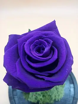 Kupolas su raudonos konservuotos amžinąjį rožės. Aukštis 30 cm. Nemokama jūsų laivybos. Violetinė amžinąjį rožės. Pagamintas Ispanijoje.