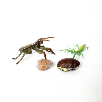 Realus Augimo Ciklo Vabzdžių Girdi Mantis Žaislas Pav Rankomis Dažyti Gyvavimo Ciklo Mantis Modelio Miniatiūra Švietimo Žaislai