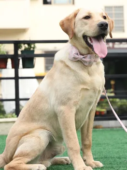 Mielas Pink Gėlių Šunų Antkaklis su peteliškę Plastikinė Sagtis Šunų&Cat Karoliai Pet products mados Šuns Antkaklio ir Pavadėlio Rinkiniai