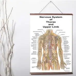 Švietimo Anatomija Žmogaus Nervų Sistemą Medicinos universiteto Meno drobė Spausdinti Plakato Drobės Pažymėkite Tapyba su mediena
