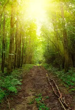Laeacco Rudenį Senas Medis, Miško Žolės Kelias Parke Saulės Gamtos Požiūriu Fotografijos Fono Nuotrauką Fonas Foto Studija