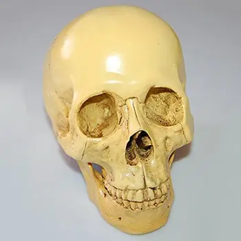 Modelis 1: 1 Dervos Žmogaus Kaukolės Anatomijos Mokymo Apdailos Geltona
