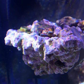 Vastocean Akvariumas Magnetinio Koralų Frag Roko Stovo Laikiklį Vėžlys Prieplaukos Žuvų Bakas Lanscaping Akmens